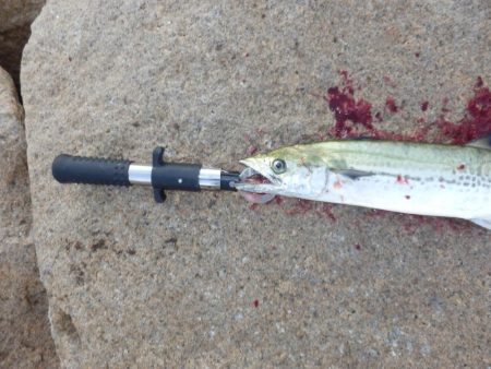 ただの!普通の‼巻き　【20251116】